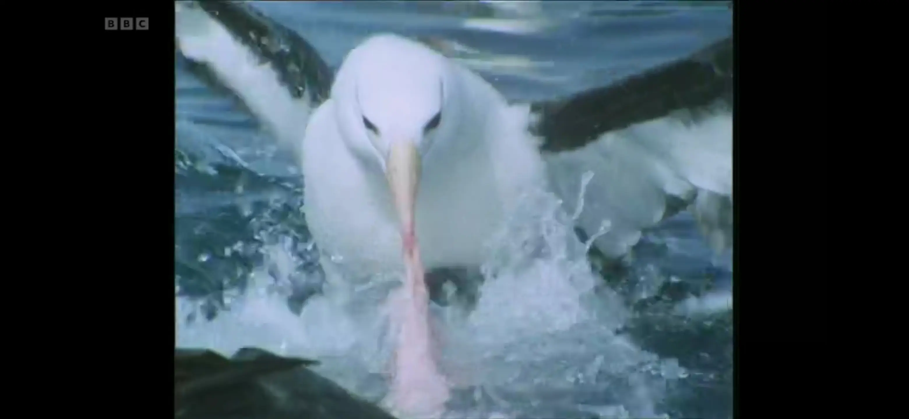 Black-browed albatross (Thalassarche melanophris) as shown in Life in the Freezer - The Bountiful Sea